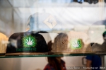 Cannafest - 8. 11. 2014 - fotografie 66 z 114