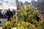 Cannafest - 12. 11. 2016 - fotografie 76 z 136