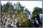 Svojšice - 15.7.06 - 2. ?ást - fotografie 148 z 171