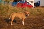 Czechtek 29.7.06 - 3. ?ást - fotografie 255 z 316